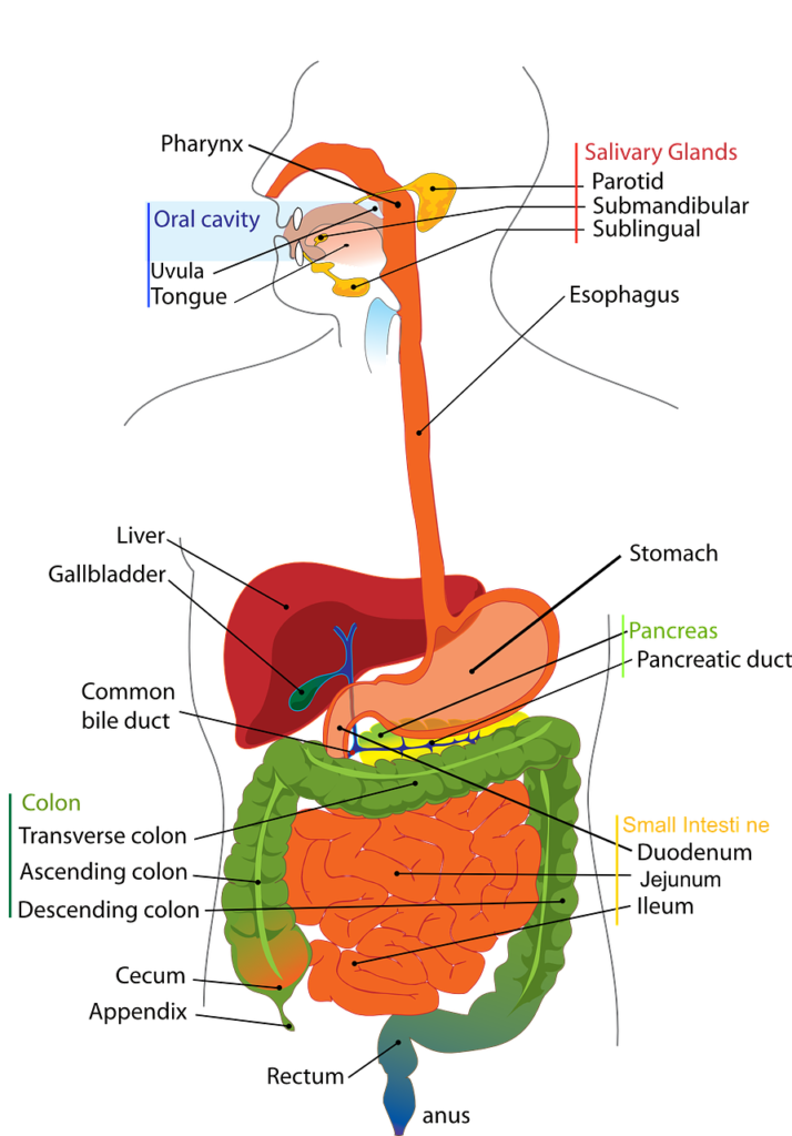 digestive, system, human-41529.jpg